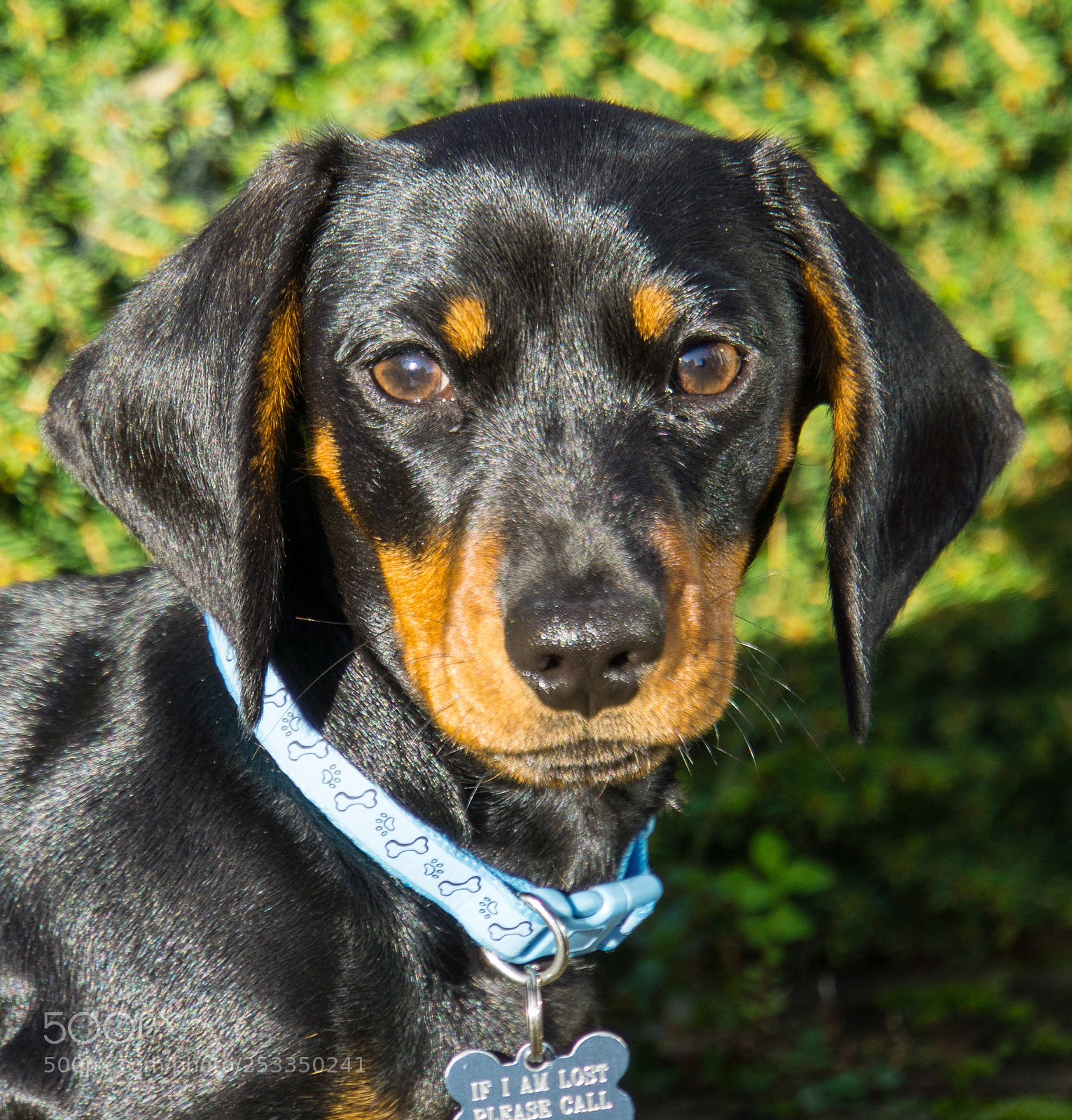 Sony a6000 sample photo. Cecil the dachshund photography