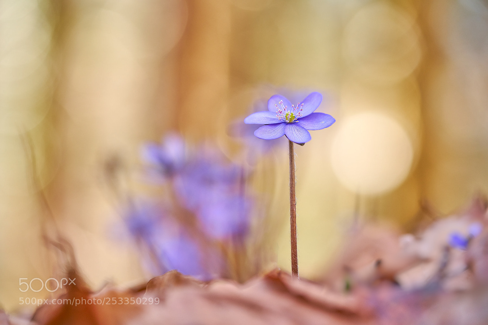Sony a7R II sample photo. Einsam photography