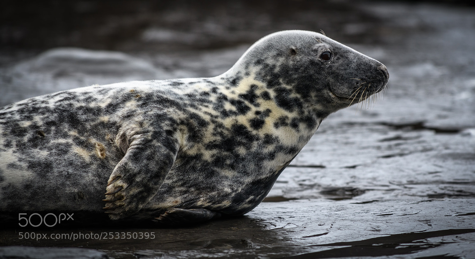 Nikon D850 sample photo. The smiling seal photography