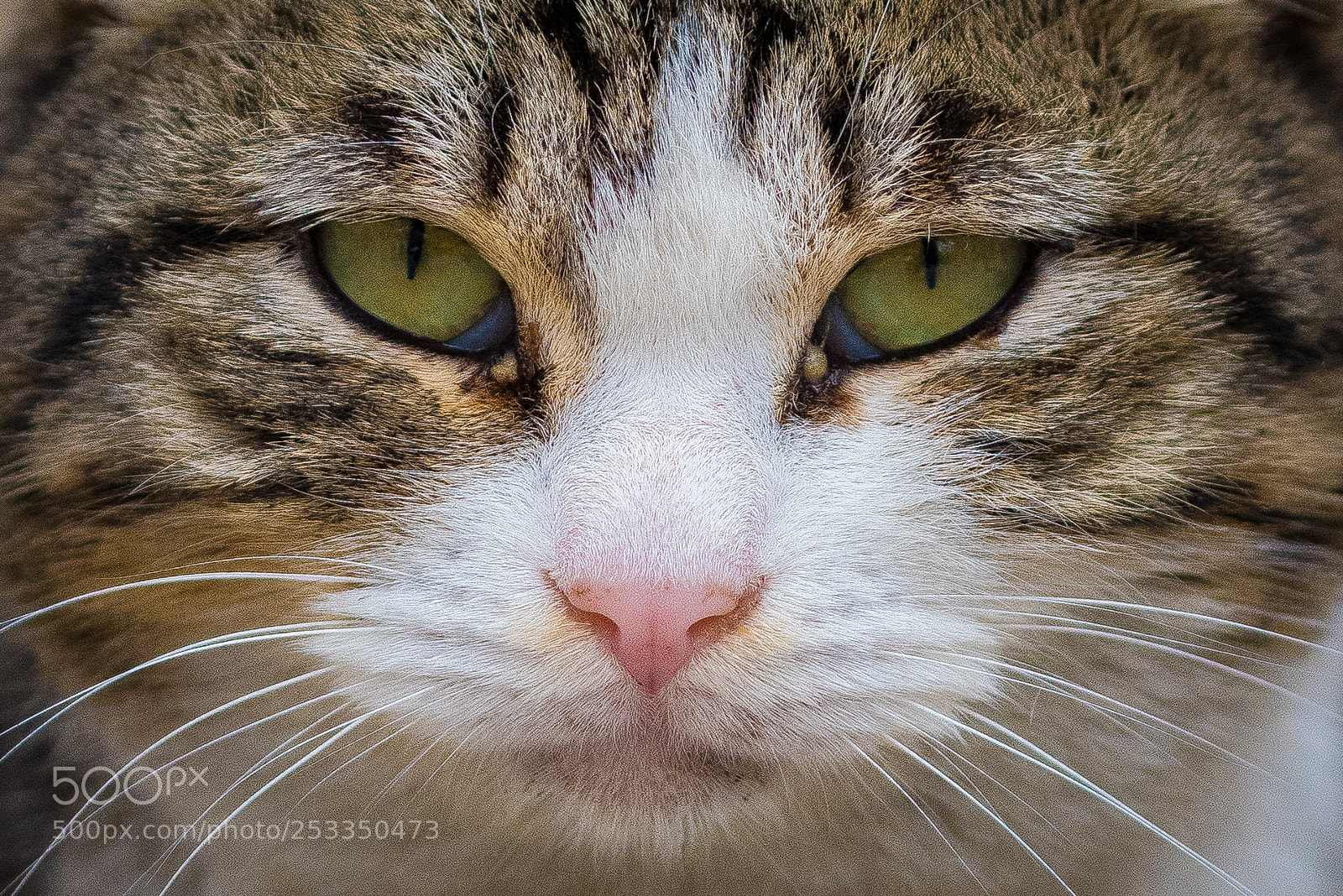Nikon D810 sample photo. Meow photography