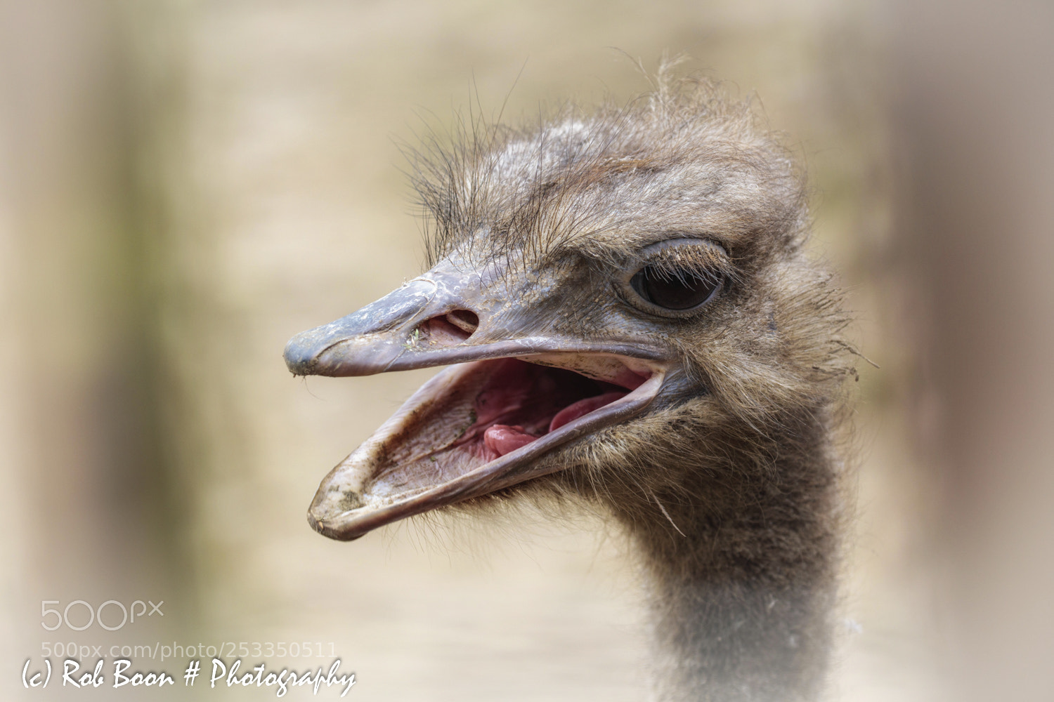 Canon EOS 5DS sample photo. Ostrich photography