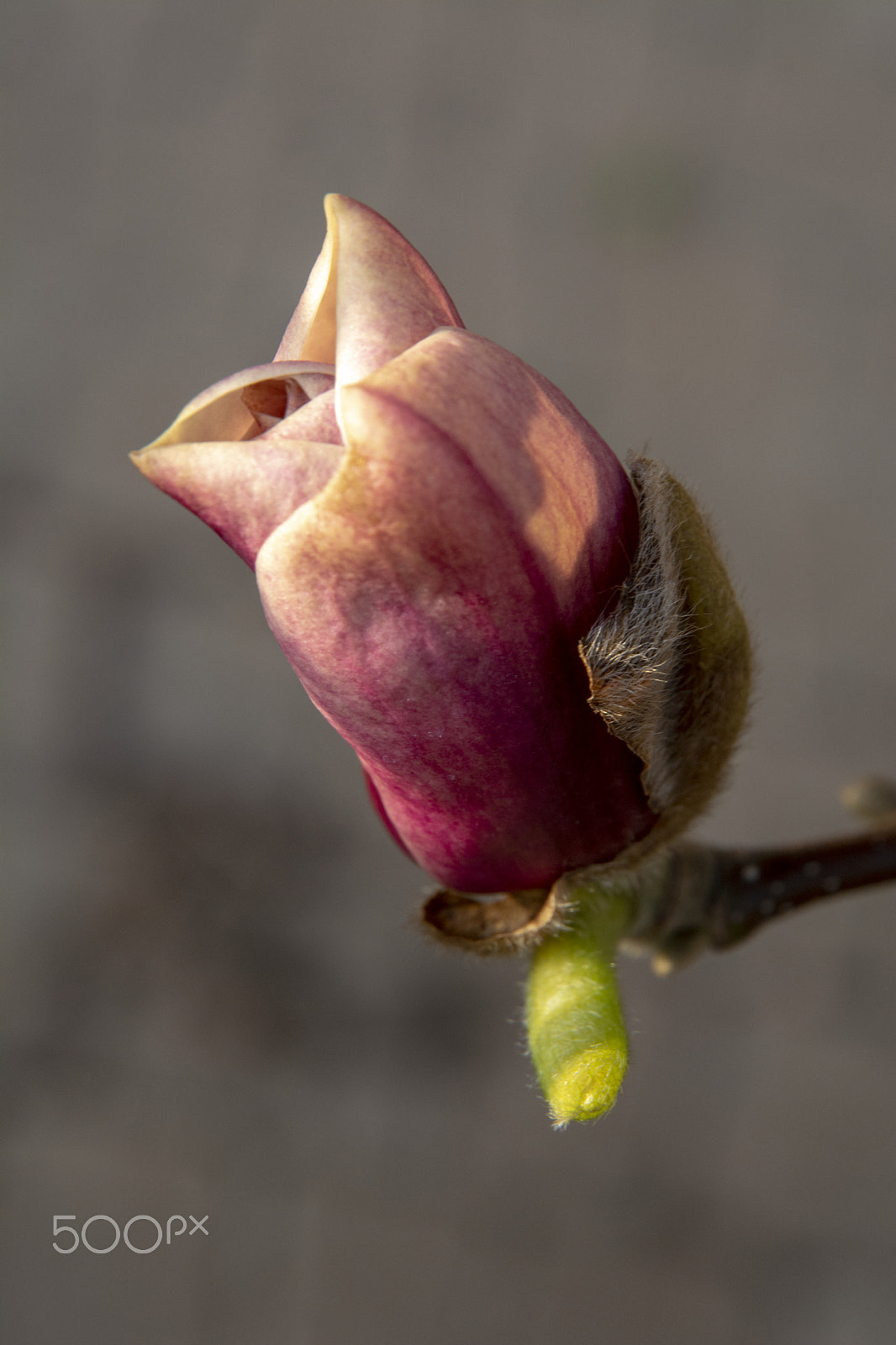 Nikon D5200 sample photo. Magnolia flower photography