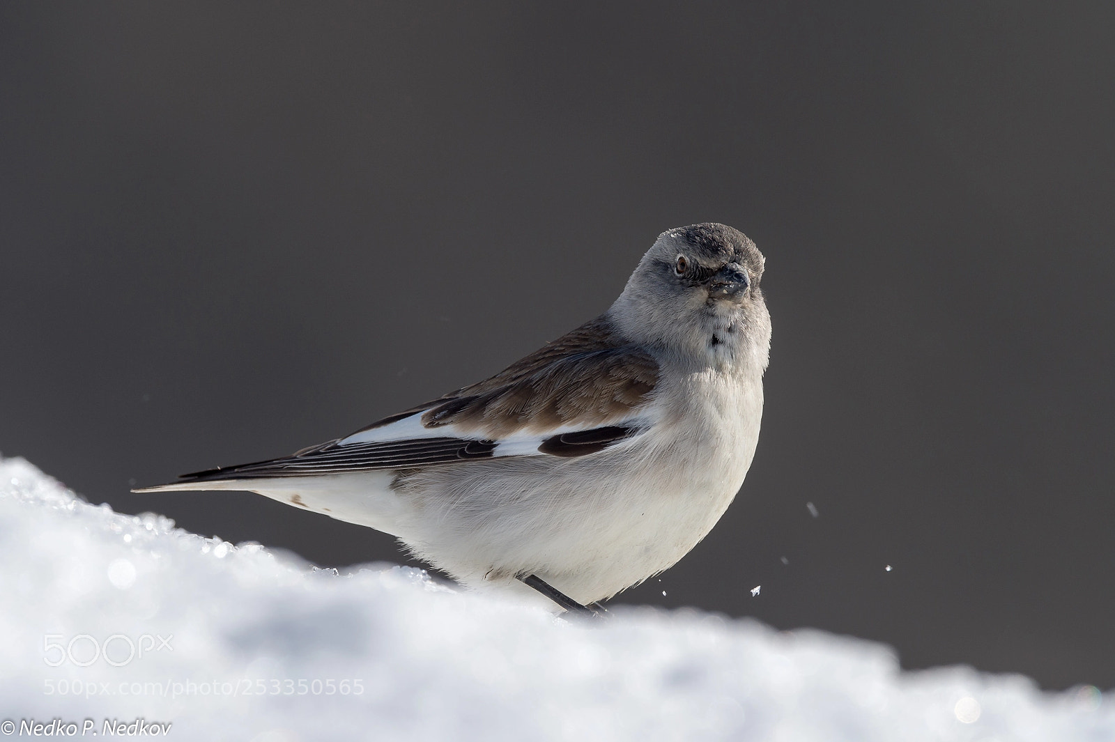 Nikon D4S sample photo. Snow finch photography
