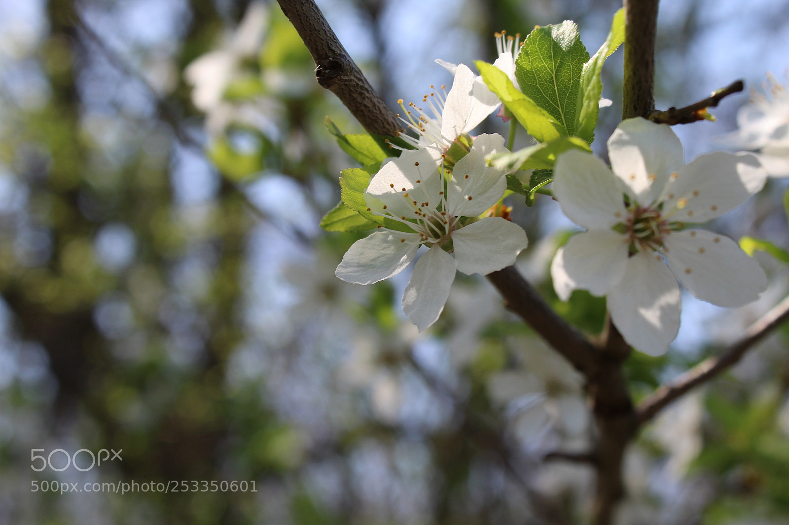 Canon EOS 1300D (EOS Rebel T6 / EOS Kiss X80) sample photo. Spring in white photography