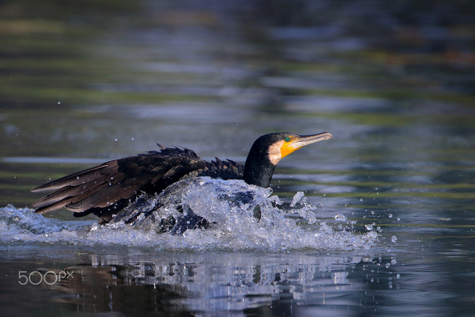 Canon EF 500mm F4L IS USM sample photo. Spalsh....great cormorant photography