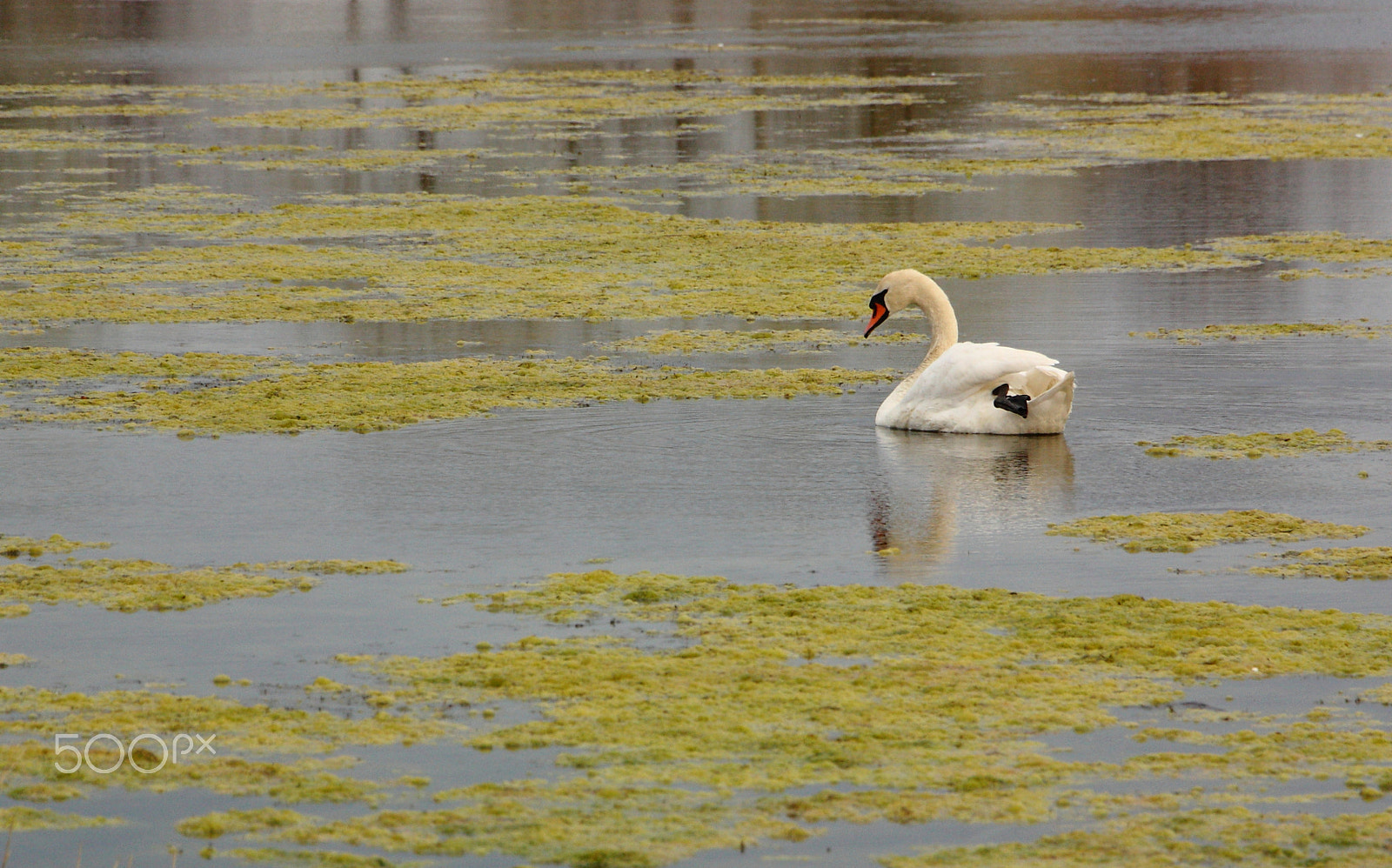 Canon EOS 450D (EOS Rebel XSi / EOS Kiss X2) sample photo. Swan photography