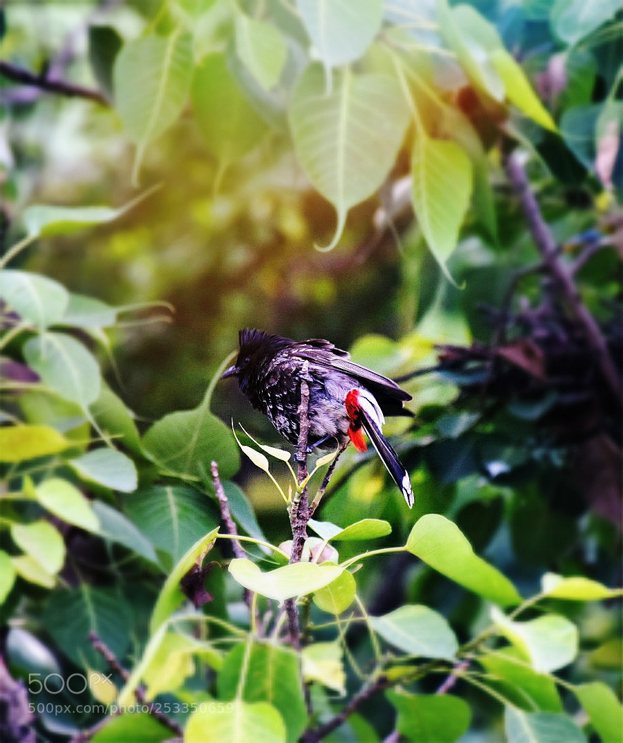 Nikon D5300 sample photo. Birdy photography