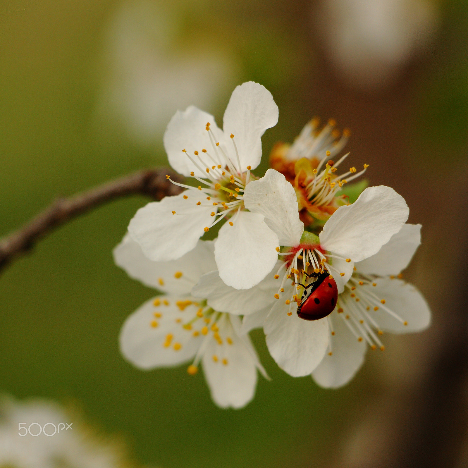 Canon EOS 450D (EOS Rebel XSi / EOS Kiss X2) sample photo. Ladybug at work photography