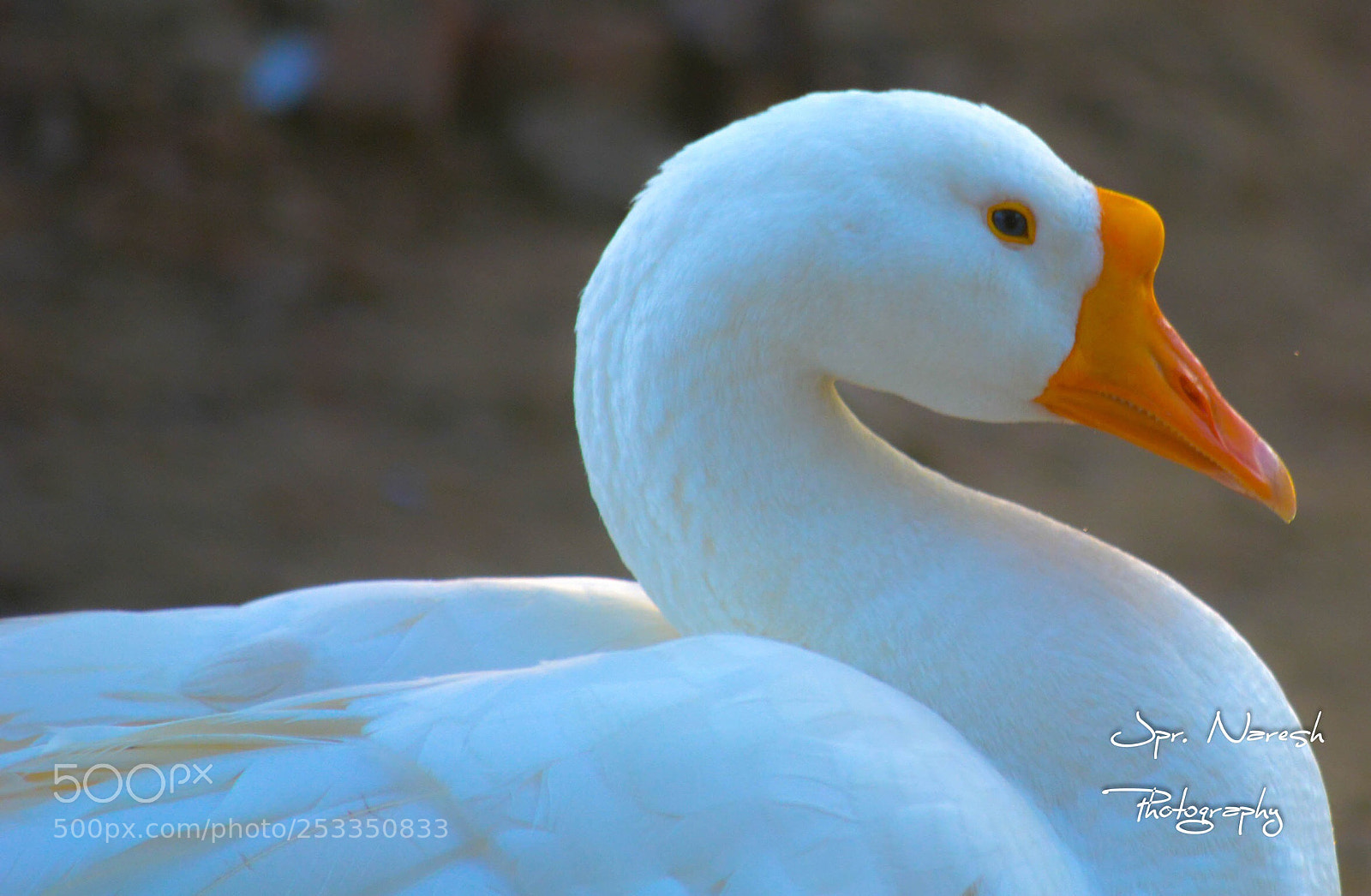 Nikon D5200 sample photo. Hans photography