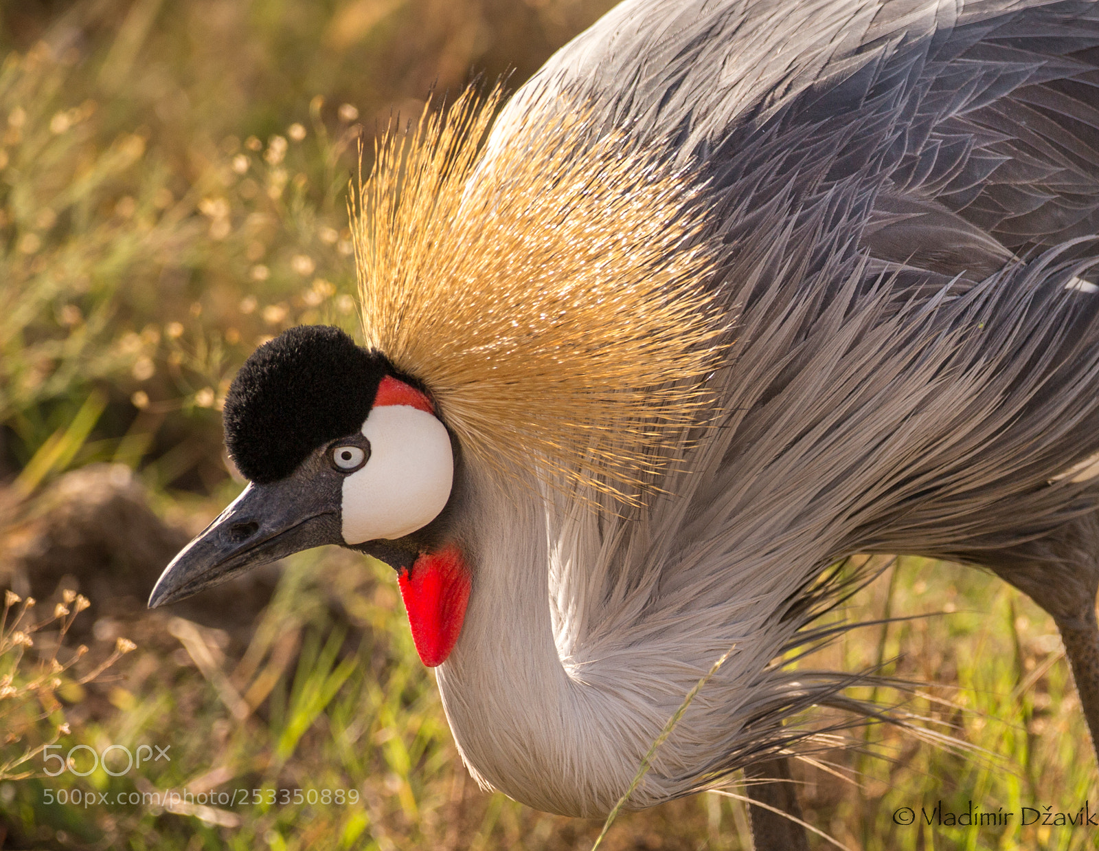 Canon EOS 6D sample photo. Grey crowned crane photography