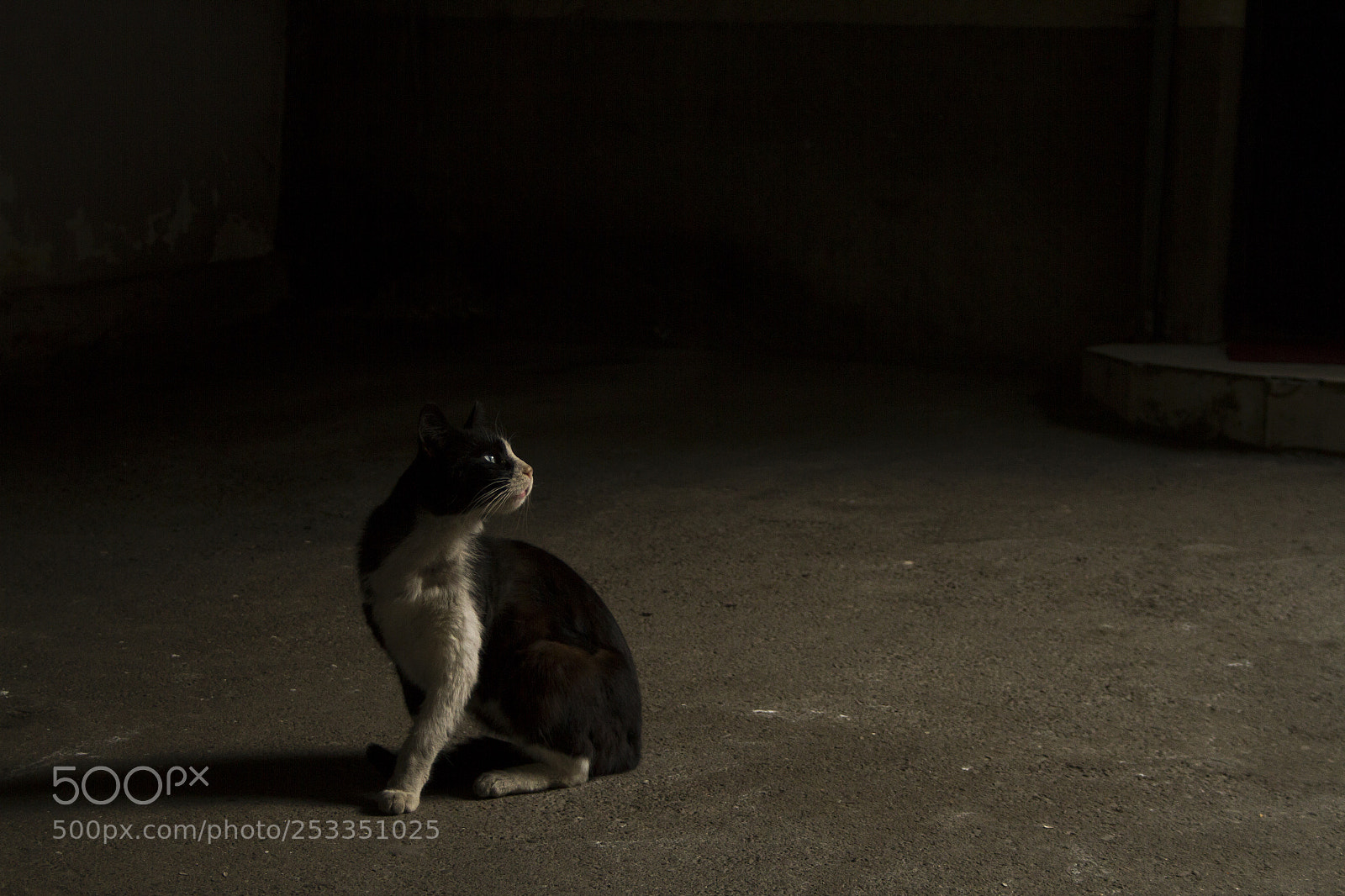 Canon EOS 7D sample photo. Street cat photography