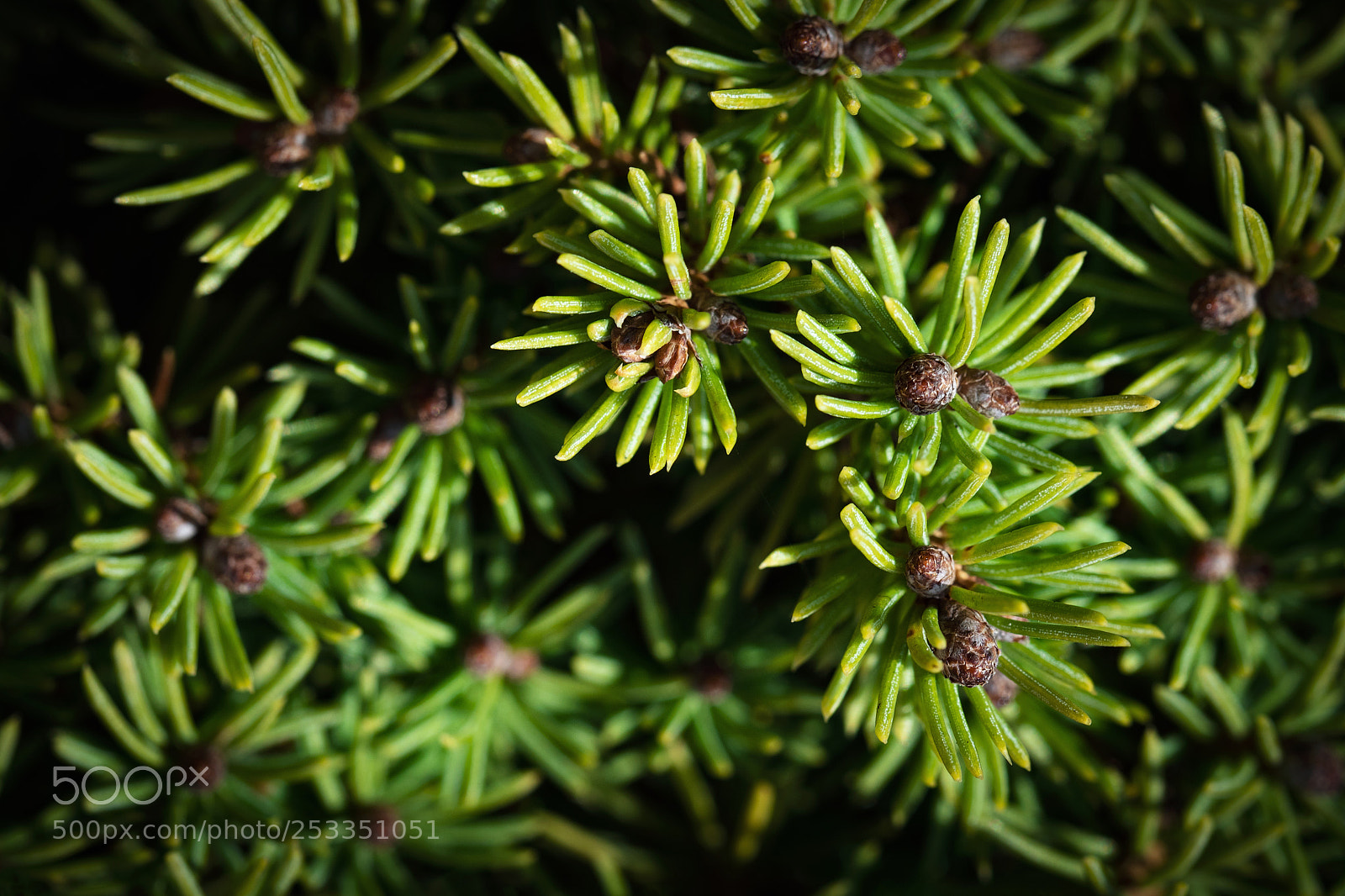 Nikon D5500 sample photo. Green spruce tree needles photography