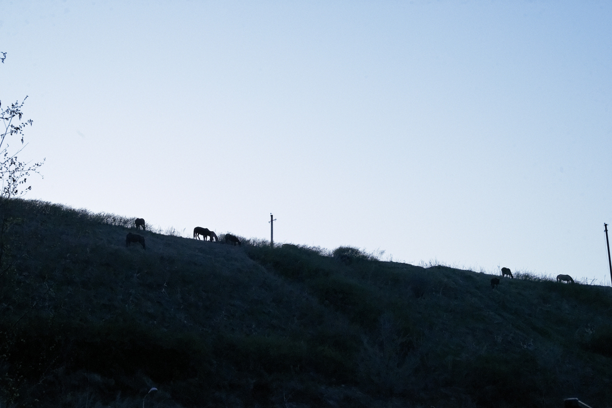 Minolta AF 35-70mm F4 sample photo. Home. hill. horses. photography