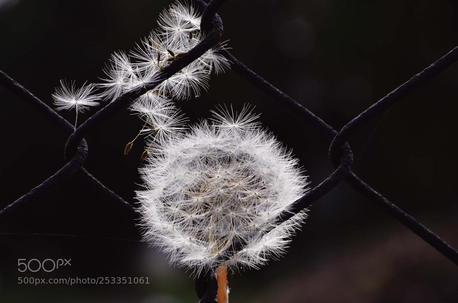 Nikon D7000 sample photo. Flying seeds photography
