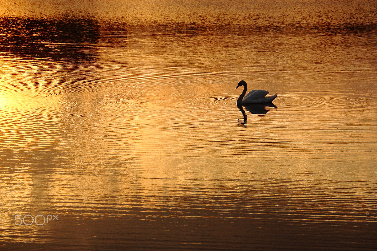 Canon EOS 450D (EOS Rebel XSi / EOS Kiss X2) sample photo. Swan at sunset photography