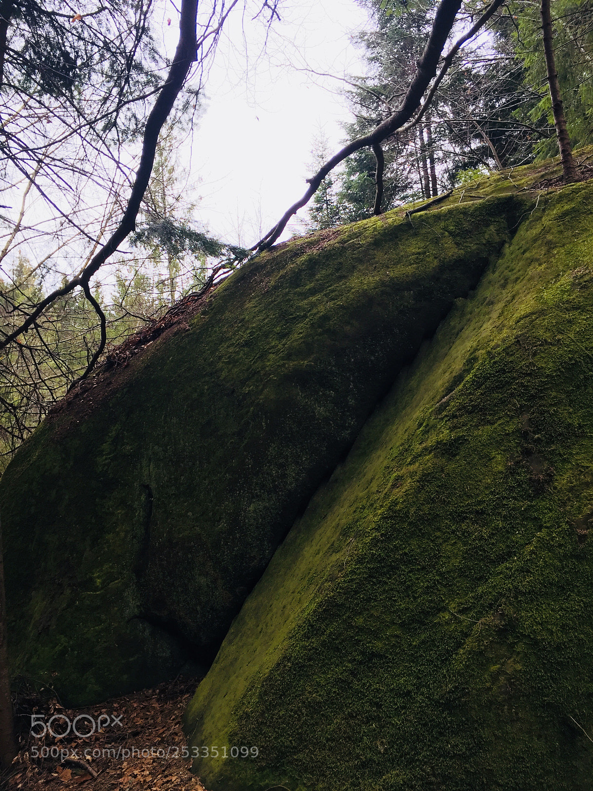 Apple iPhone 6 Plus sample photo. Stone in the forest  photography