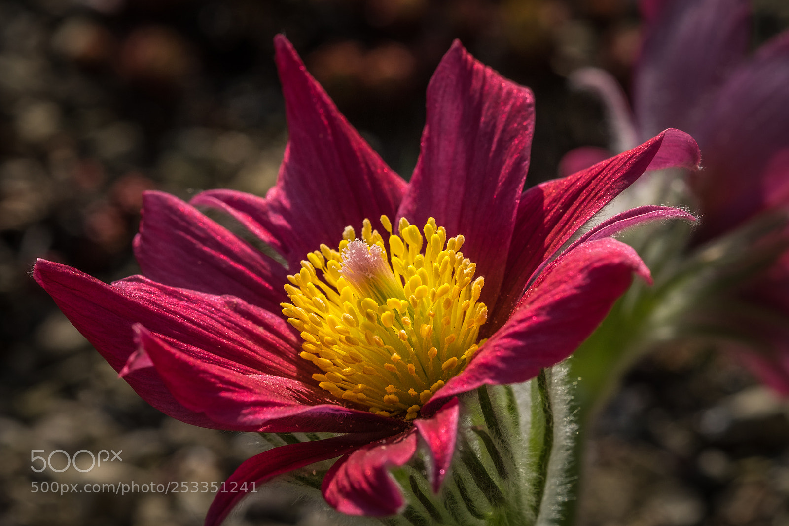 Fujifilm X-T1 sample photo. K chenschelle pulsatilla fringed photography