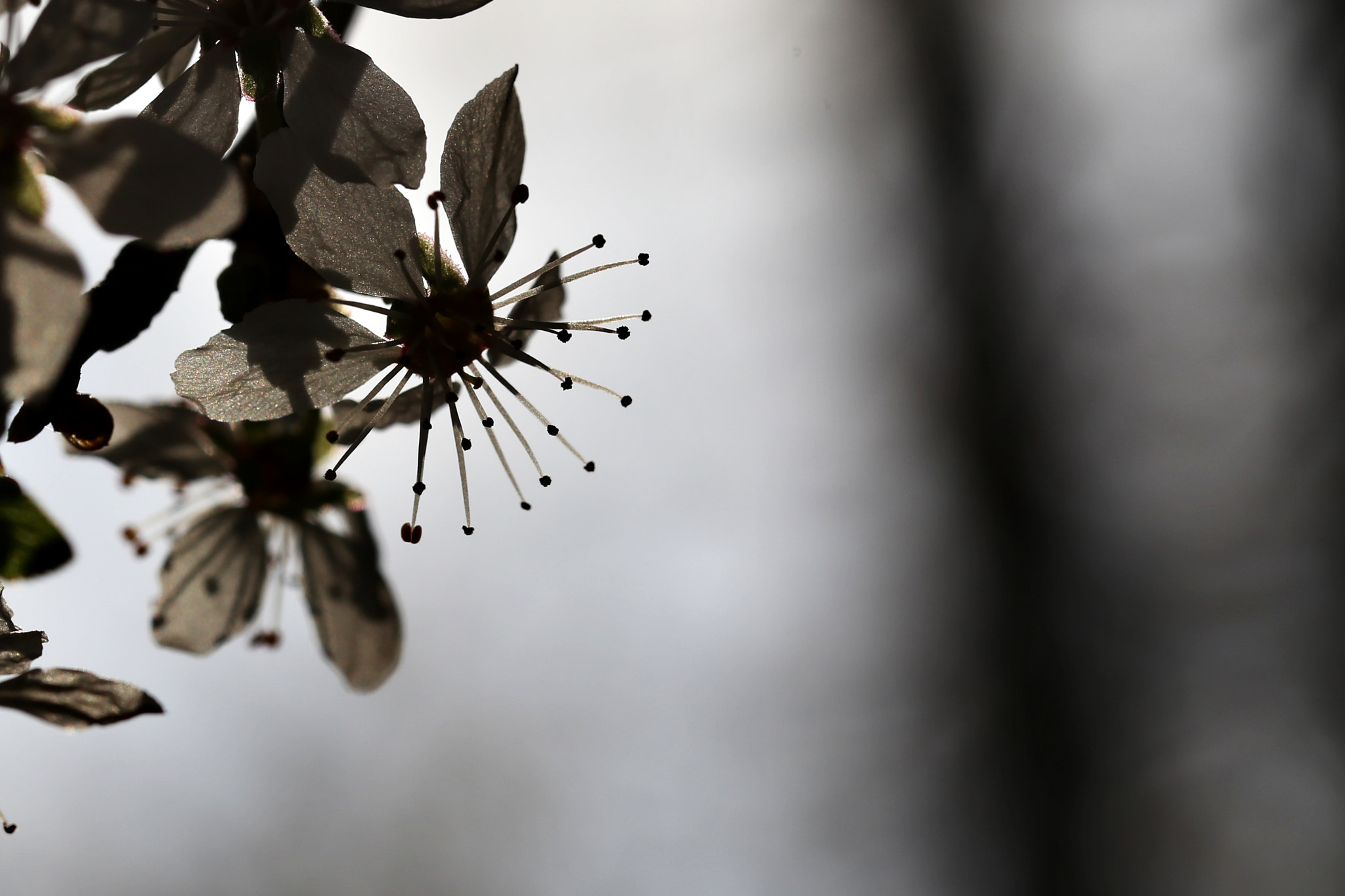 Canon EF 100mm F2.8L Macro IS USM sample photo. 4.jpg photography
