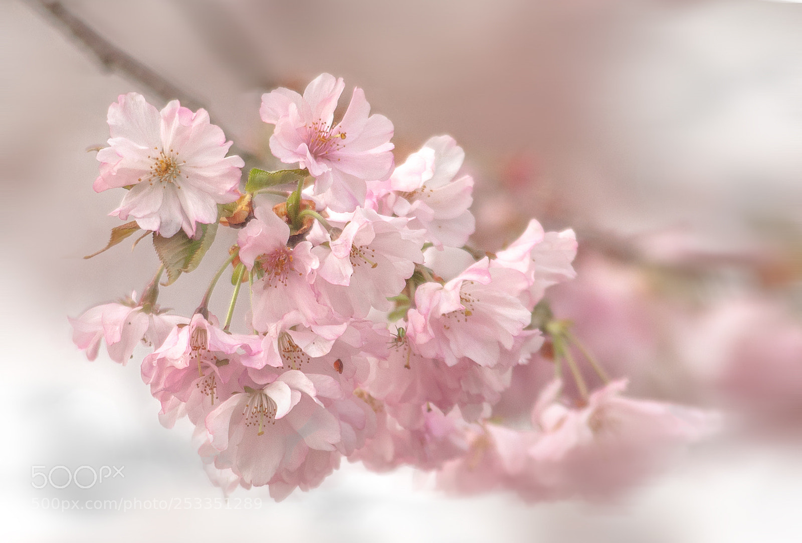 Canon EOS 50D sample photo. Blossom photography