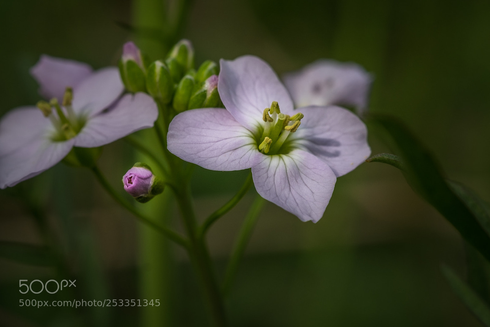 Fujifilm X-T1 sample photo. Wiesen schaumkraut (cardamine pratensis) photography