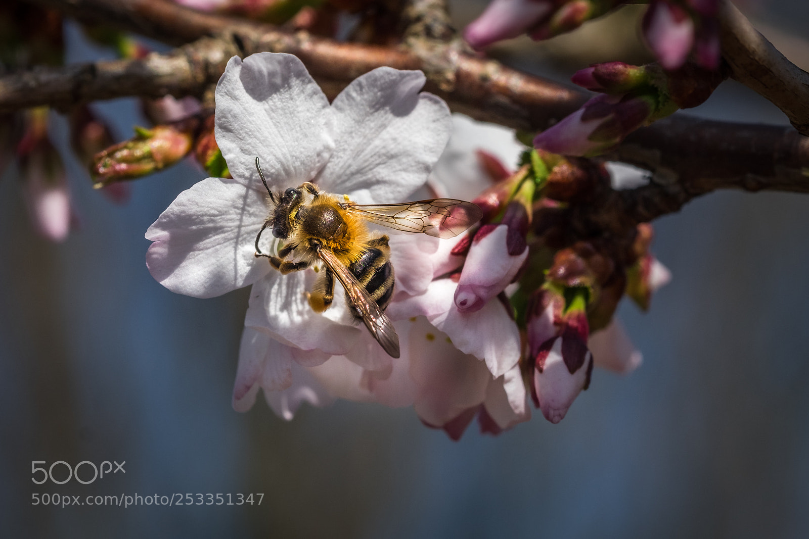 Fujifilm X-T1 sample photo. Kurilen kirsche prunus kurilensis photography