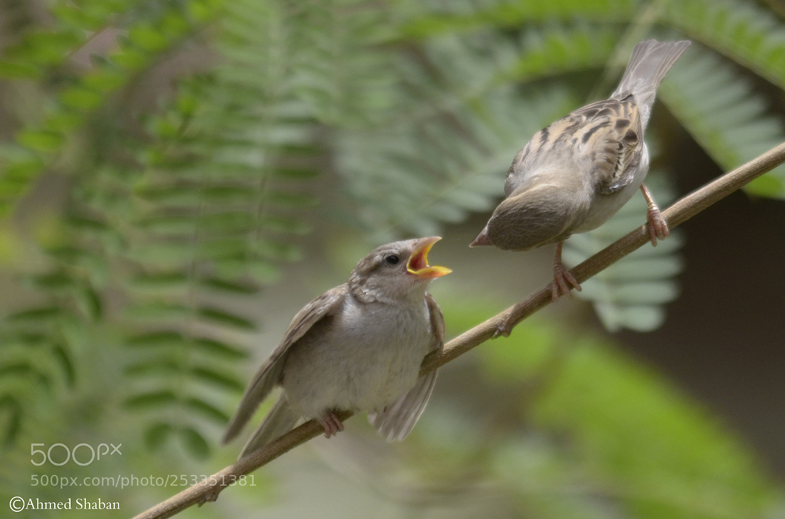 Nikon D7000 sample photo. Bird photography