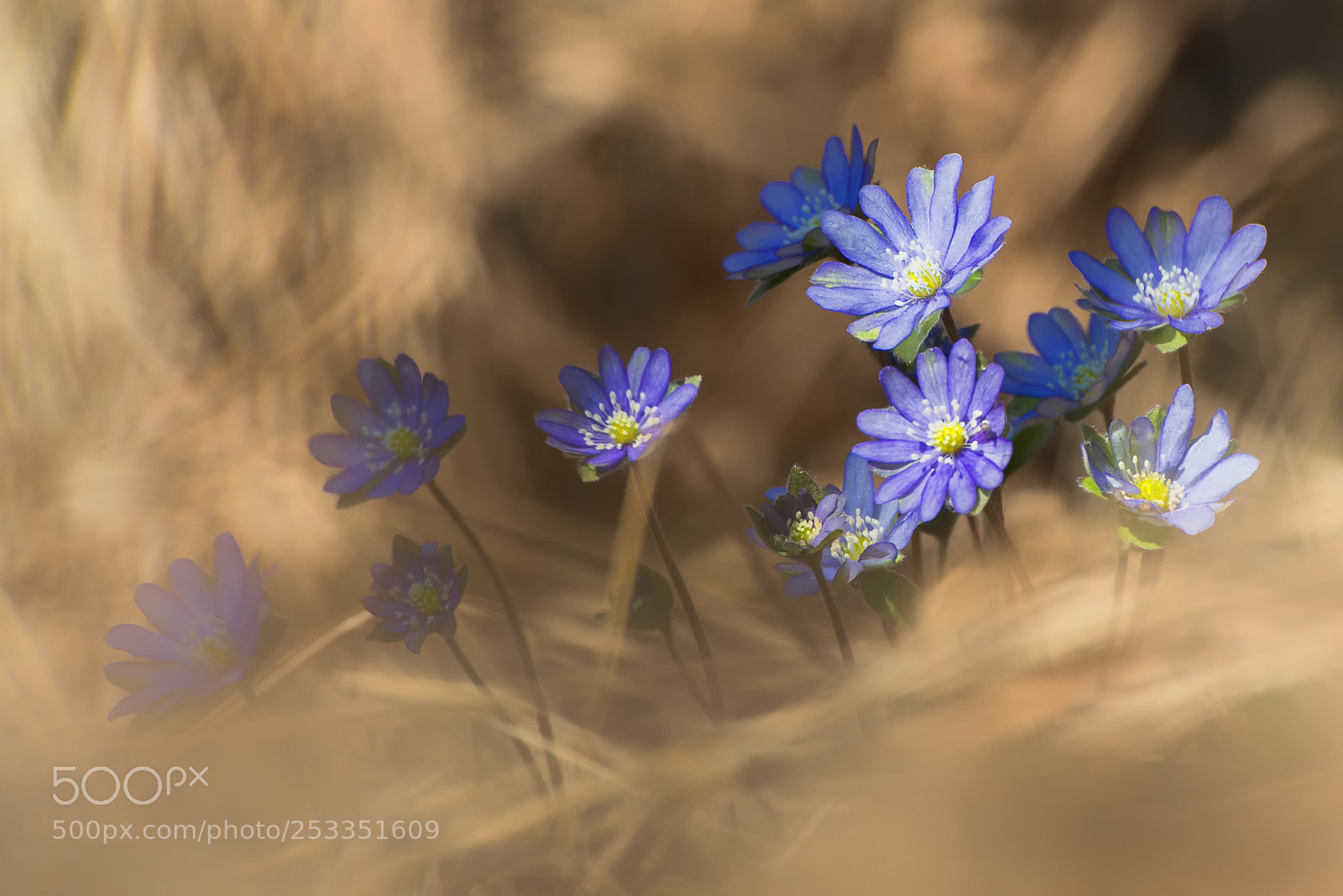 Nikon D610 sample photo. Spring flowers photography