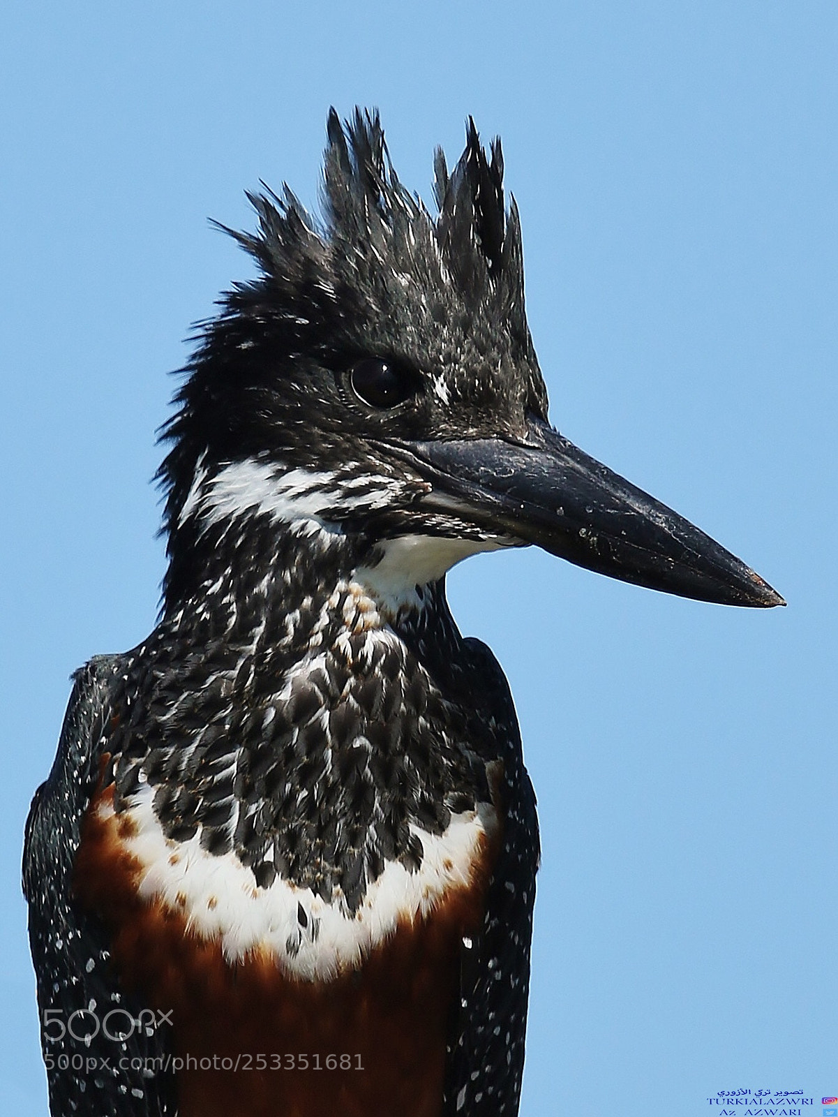 Canon EOS 7D Mark II sample photo. Kingfisher  photography
