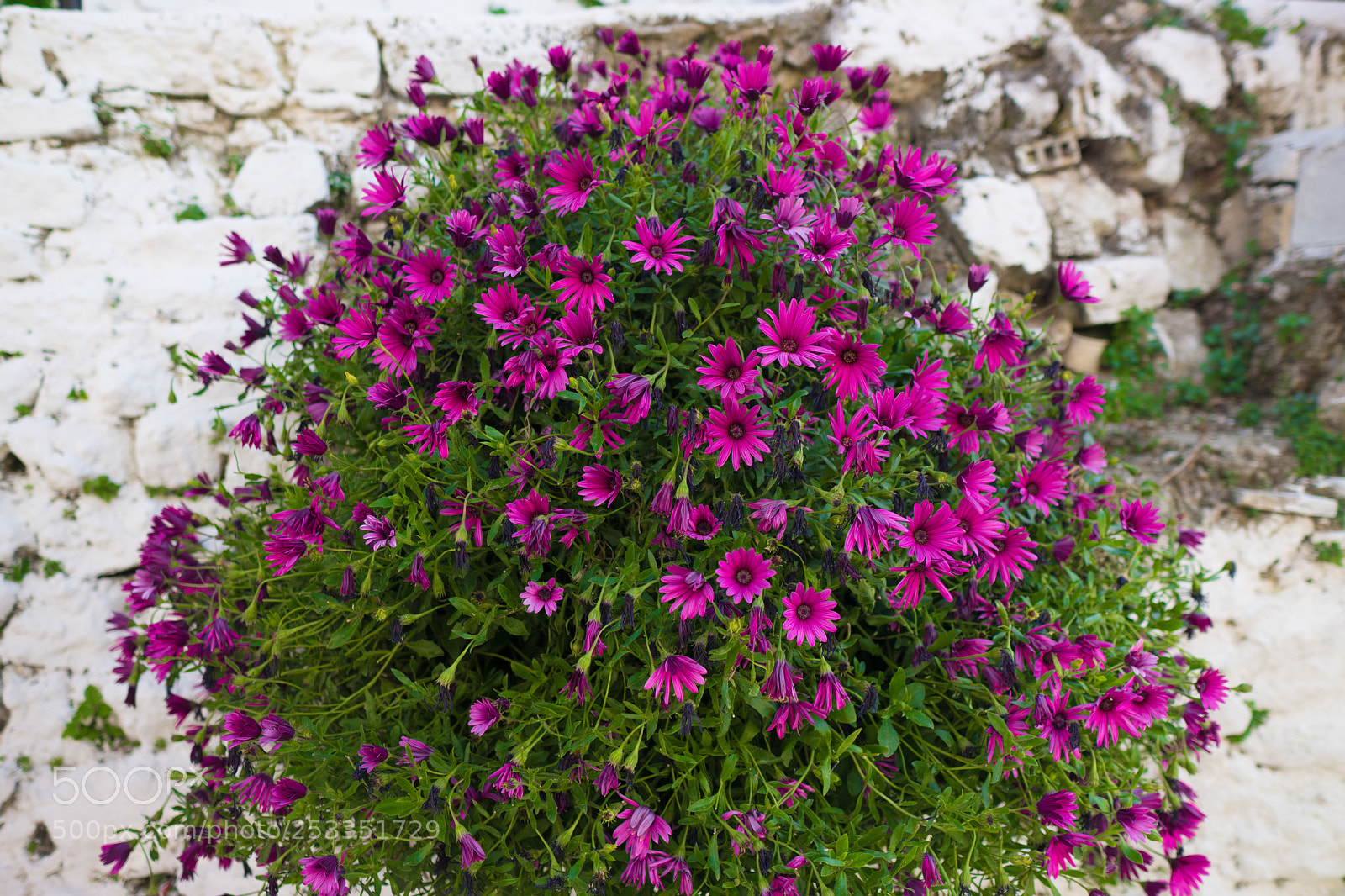 Sony a6500 sample photo. Flowers photography