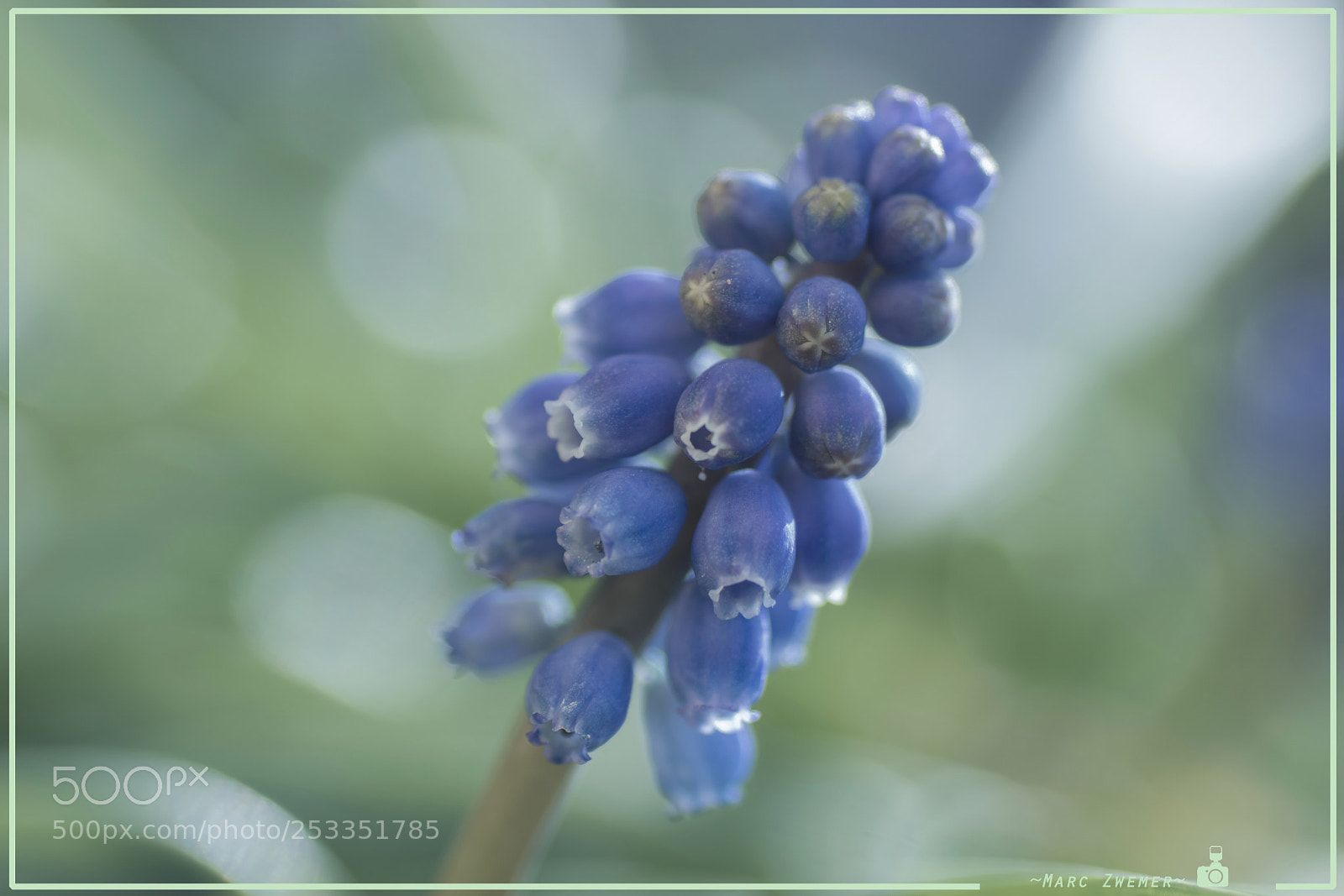 Sony ILCA-77M2 sample photo. Princes of garden photography