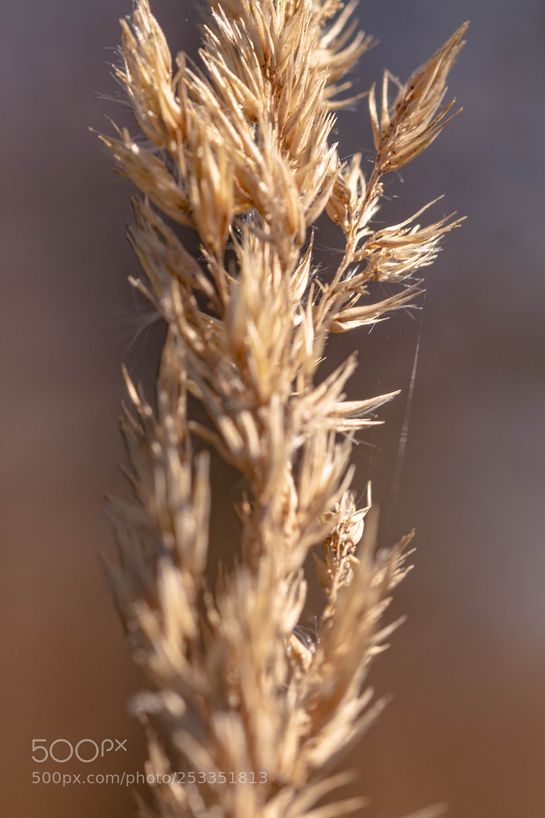 Canon EOS 200D (EOS Rebel SL2 / EOS Kiss X9) sample photo. Wheat photography