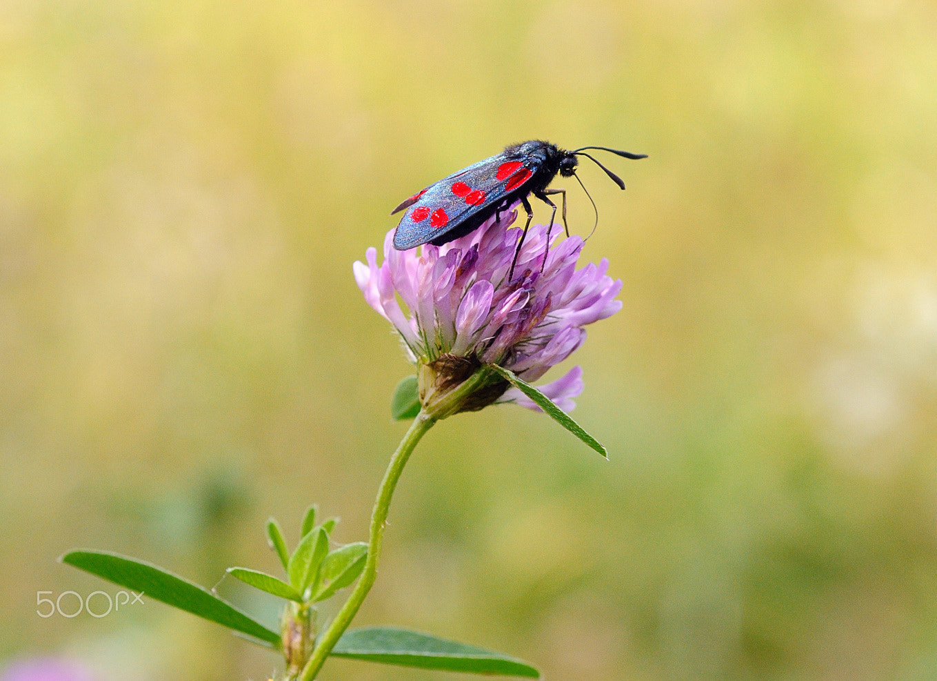 Nikon AF Micro-Nikkor 60mm F2.8D sample photo. ***** photography