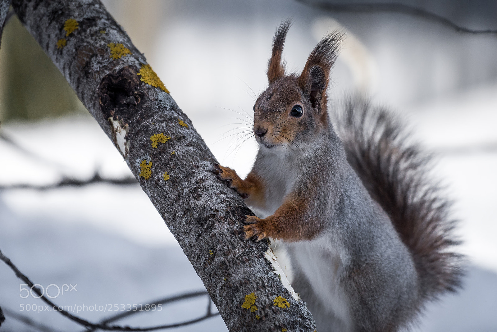 Nikon D750 sample photo. Gray squirrel photography