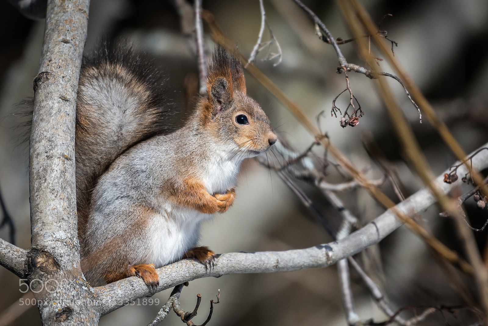 Nikon D750 sample photo. Gray squirrel photography