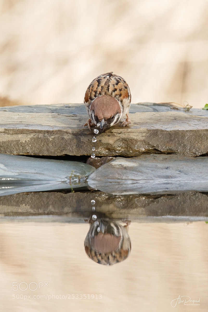 Canon EOS 7D Mark II sample photo. Eurasian tree sparrow photography
