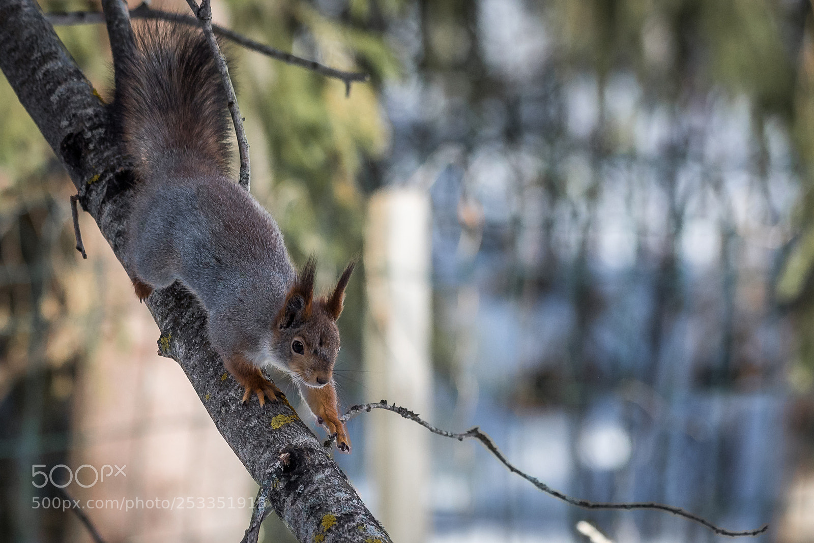 Nikon D750 sample photo. Gray squirrel photography