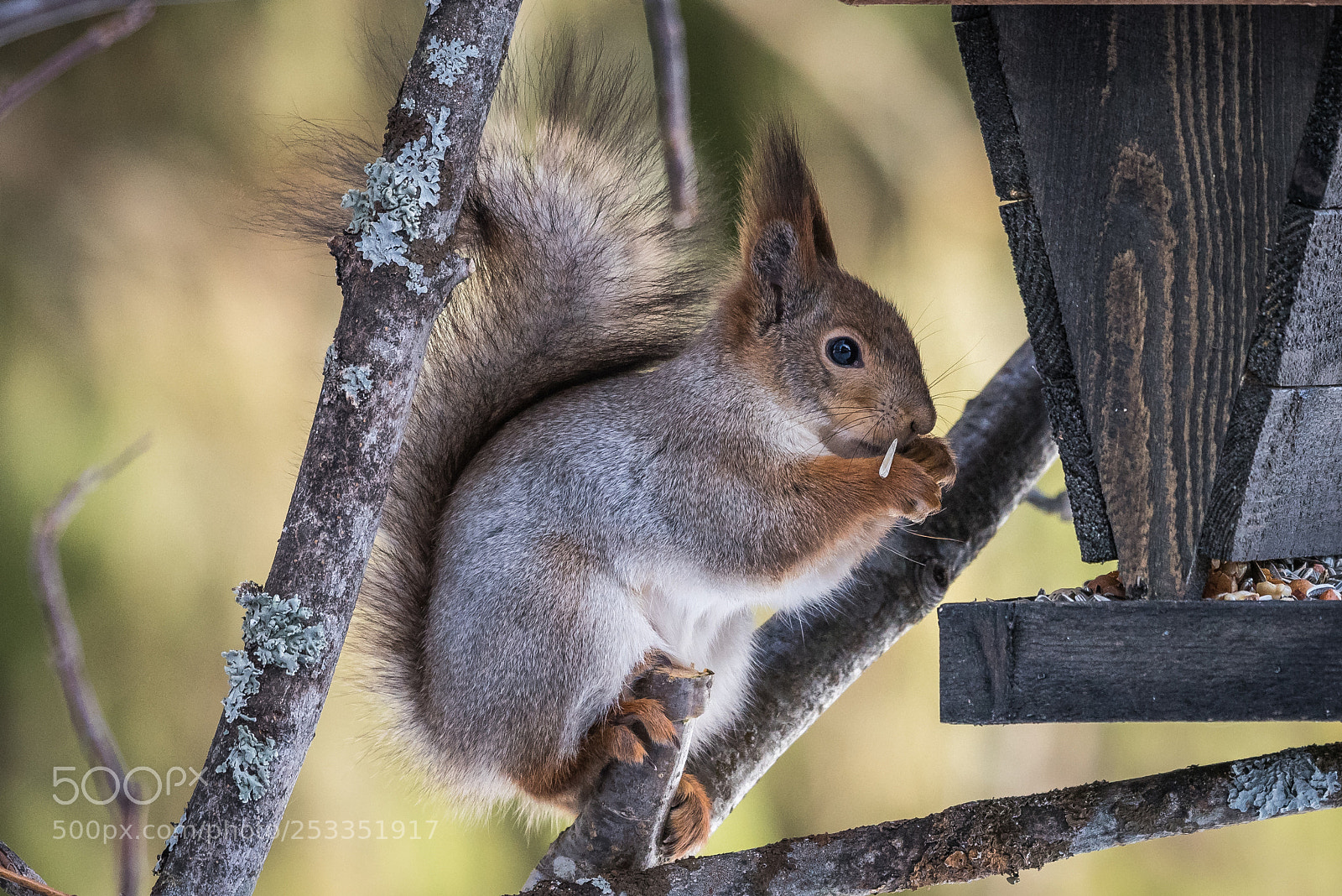 Nikon D750 sample photo. Gray squirrel photography