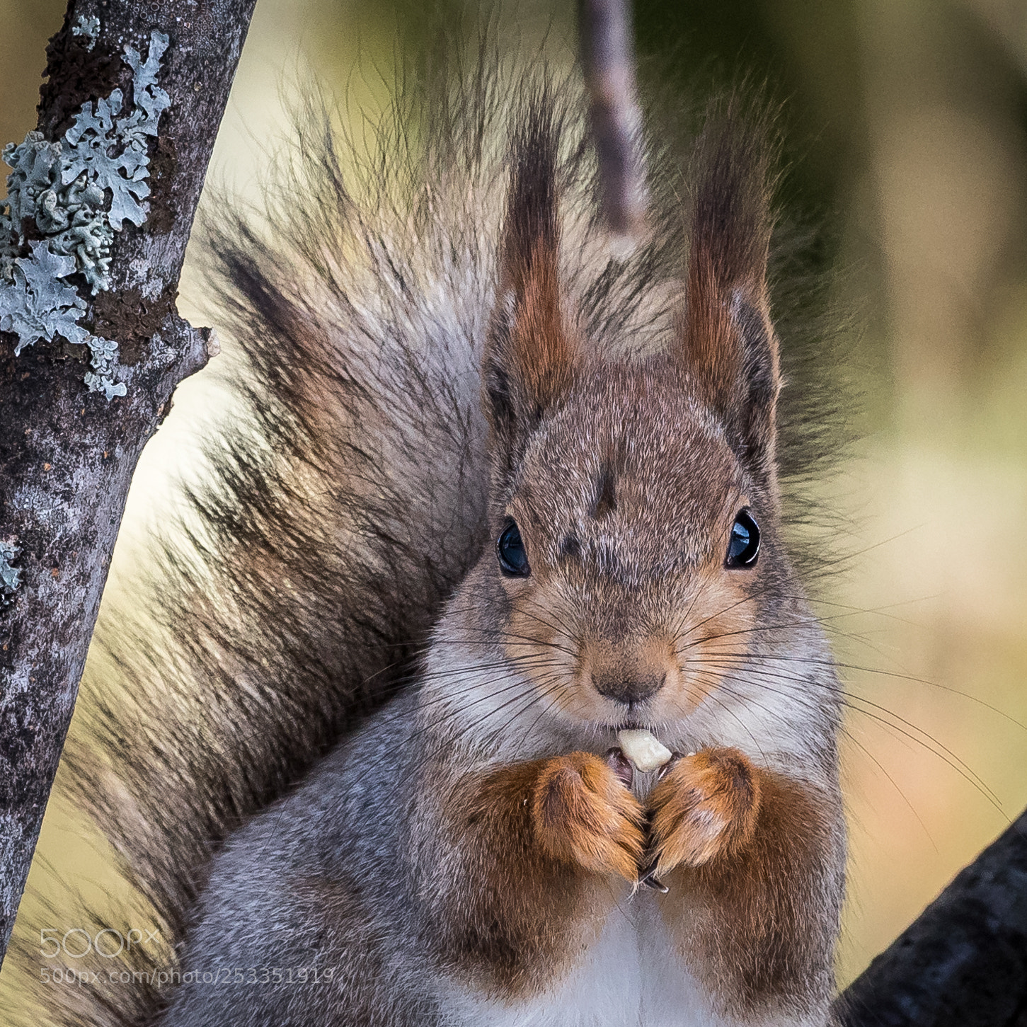 Nikon D750 sample photo. Gray squirrel photography