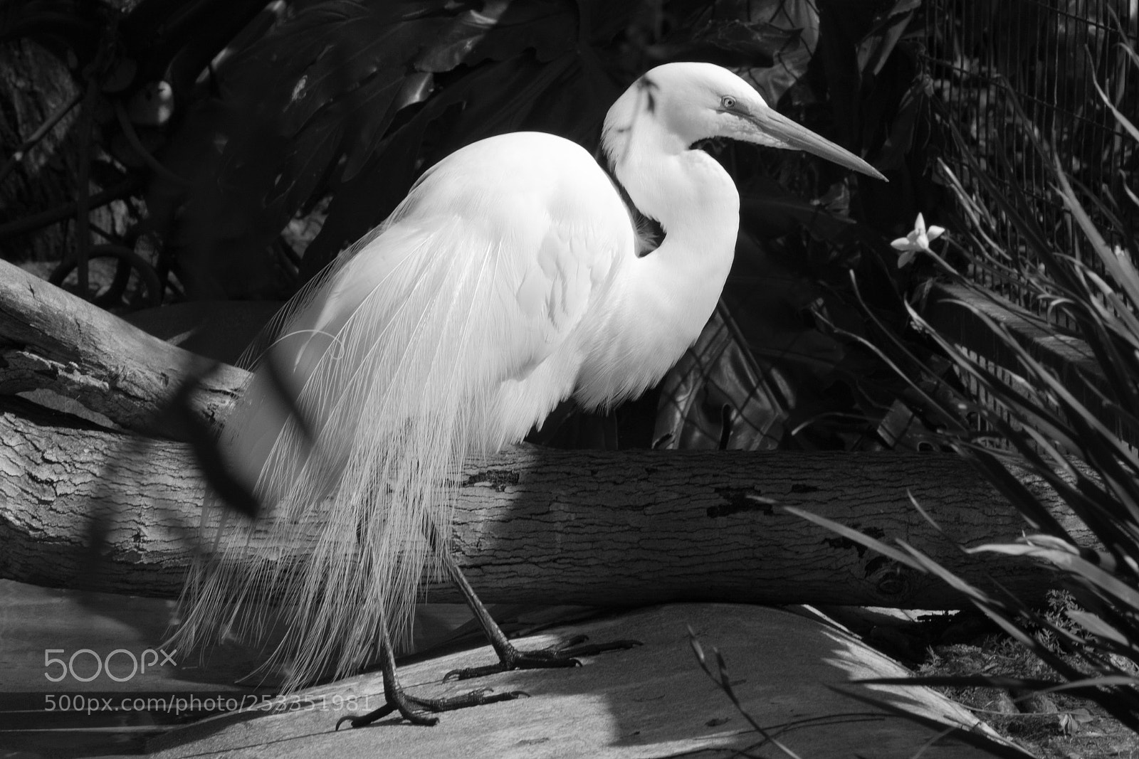 Canon EOS 5D Mark IV sample photo. Great egret black and photography