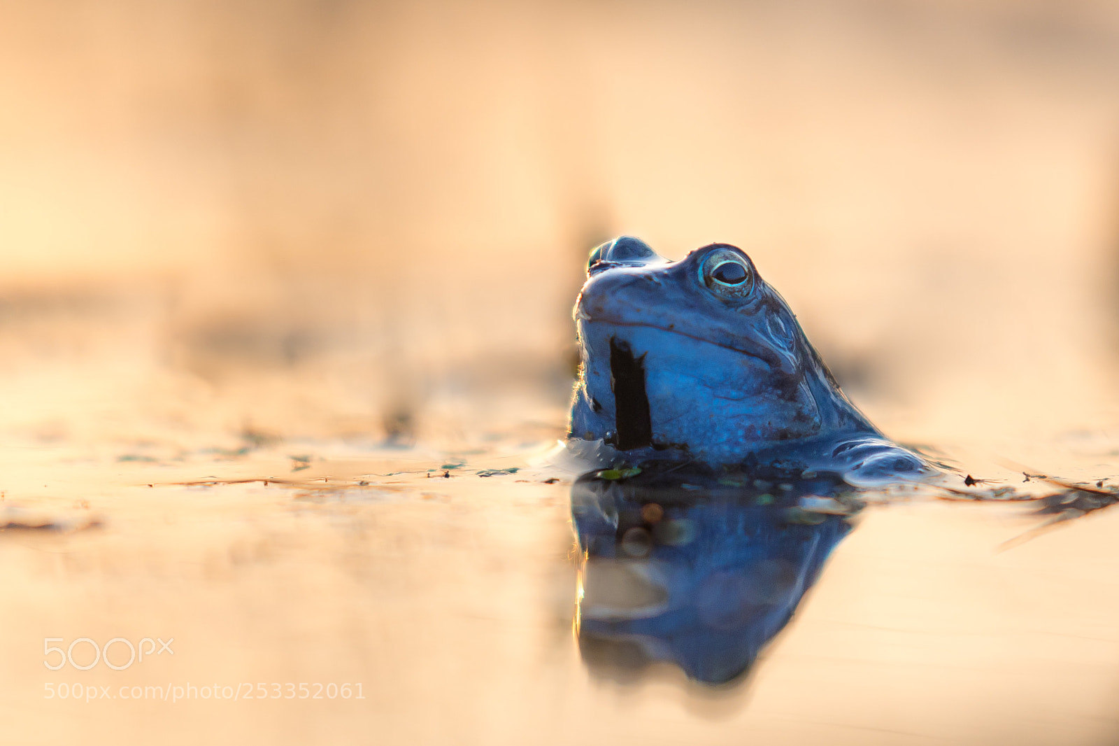 Nikon D500 sample photo. Moorfrosch photography