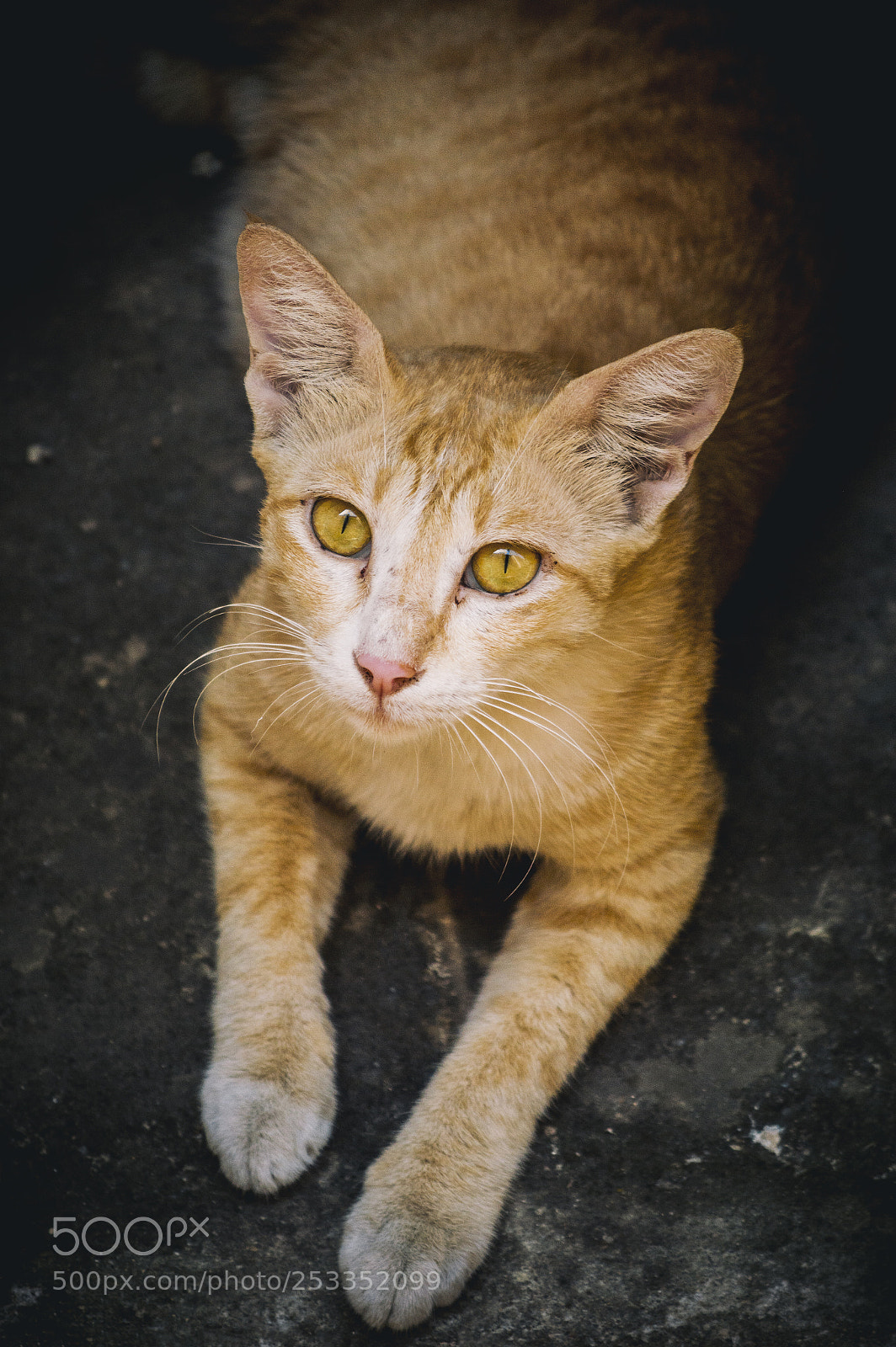 Nikon D3200 sample photo. Stray cat photography