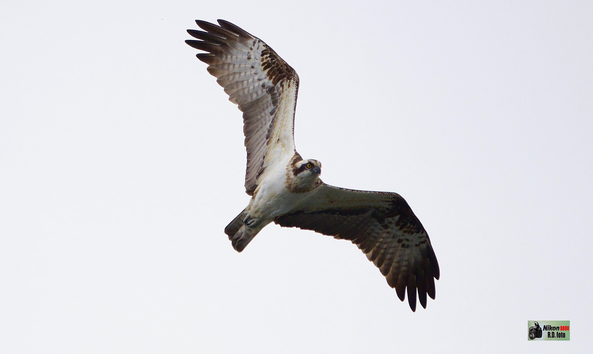 Sigma 150-500mm F5-6.3 DG OS HSM sample photo. Falco pescatore. photography