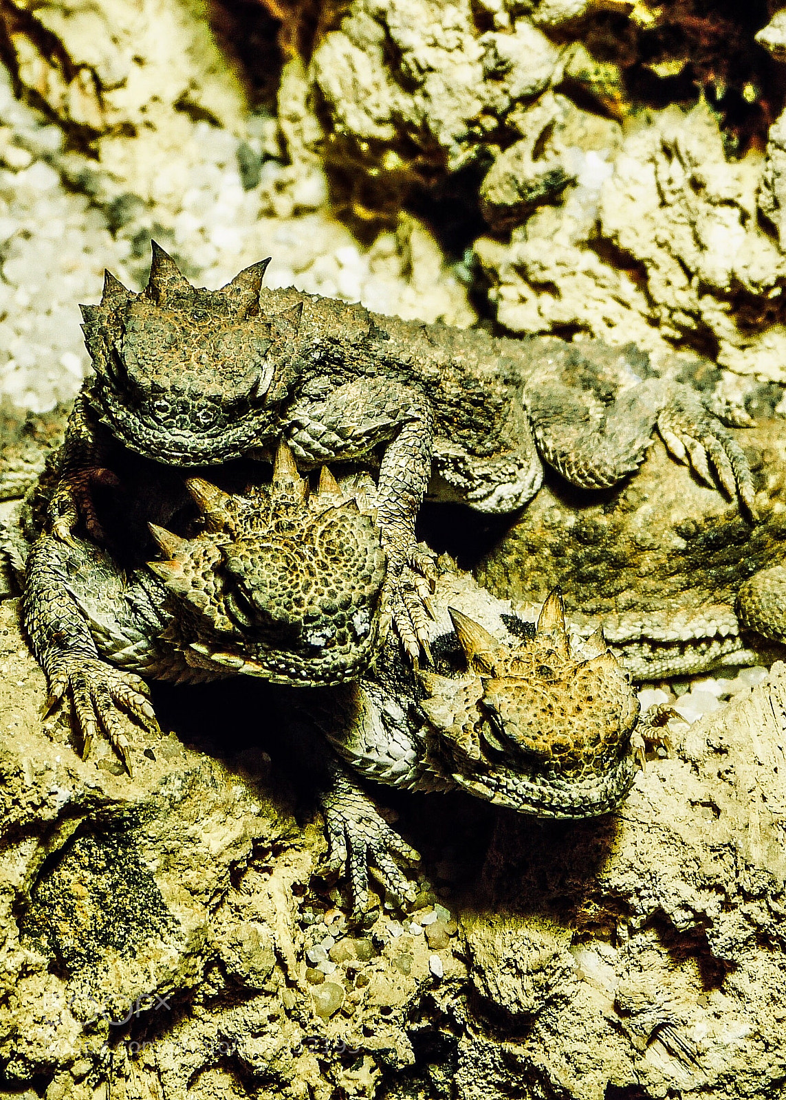 Panasonic Lumix DMC-FZ150 sample photo. Scary little devils photography