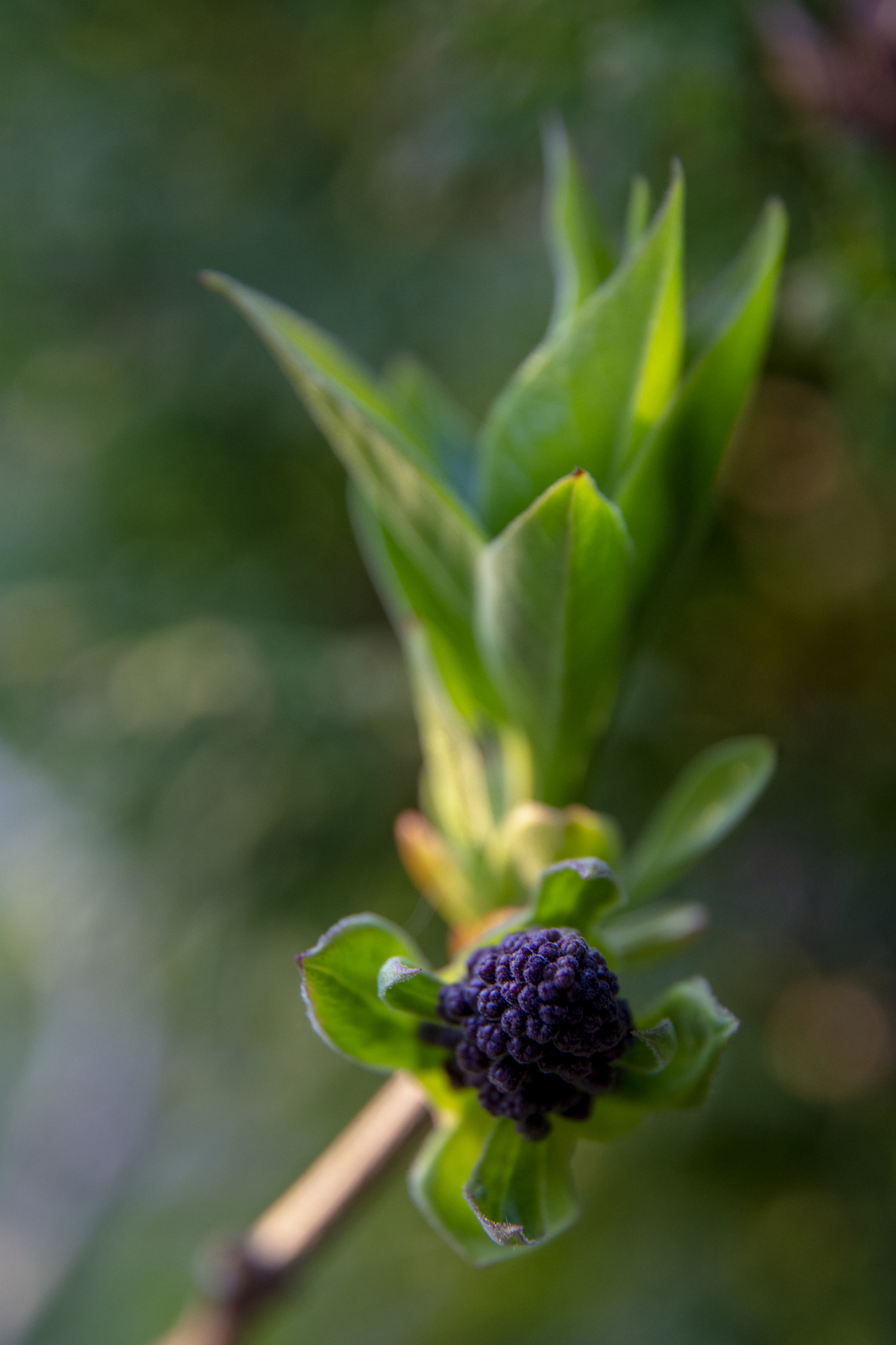 Nikon D5200 sample photo. Lilac small flower photography