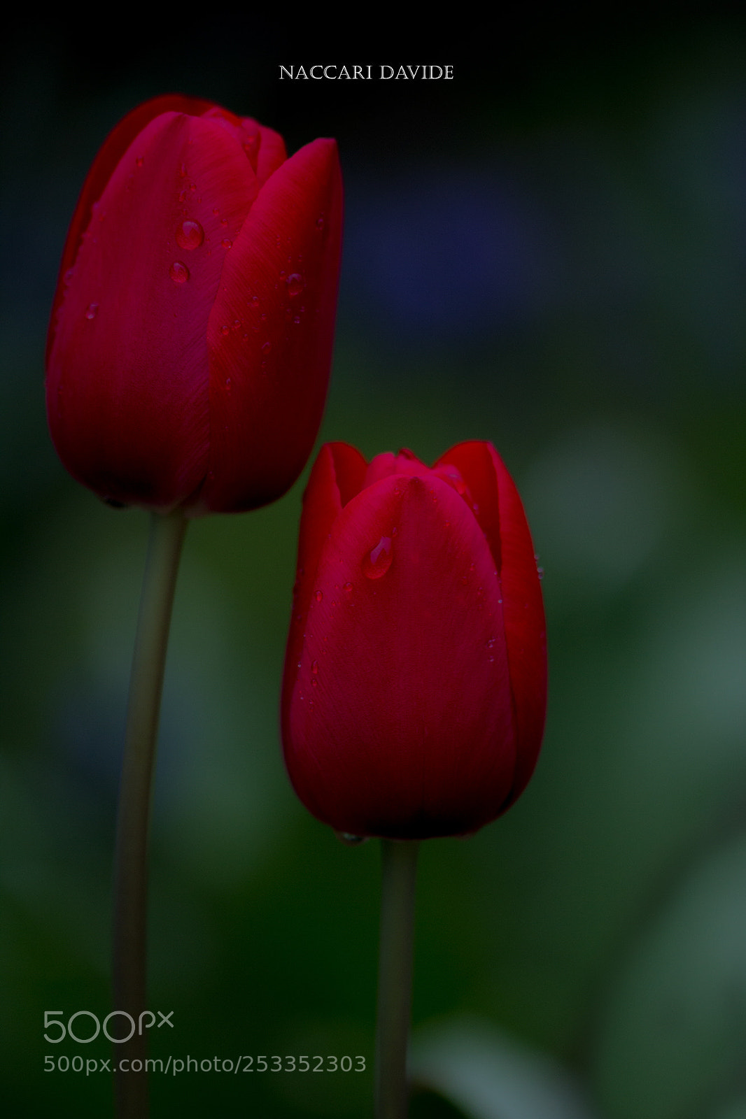 Canon EOS 600D (Rebel EOS T3i / EOS Kiss X5) sample photo. La coppia photography