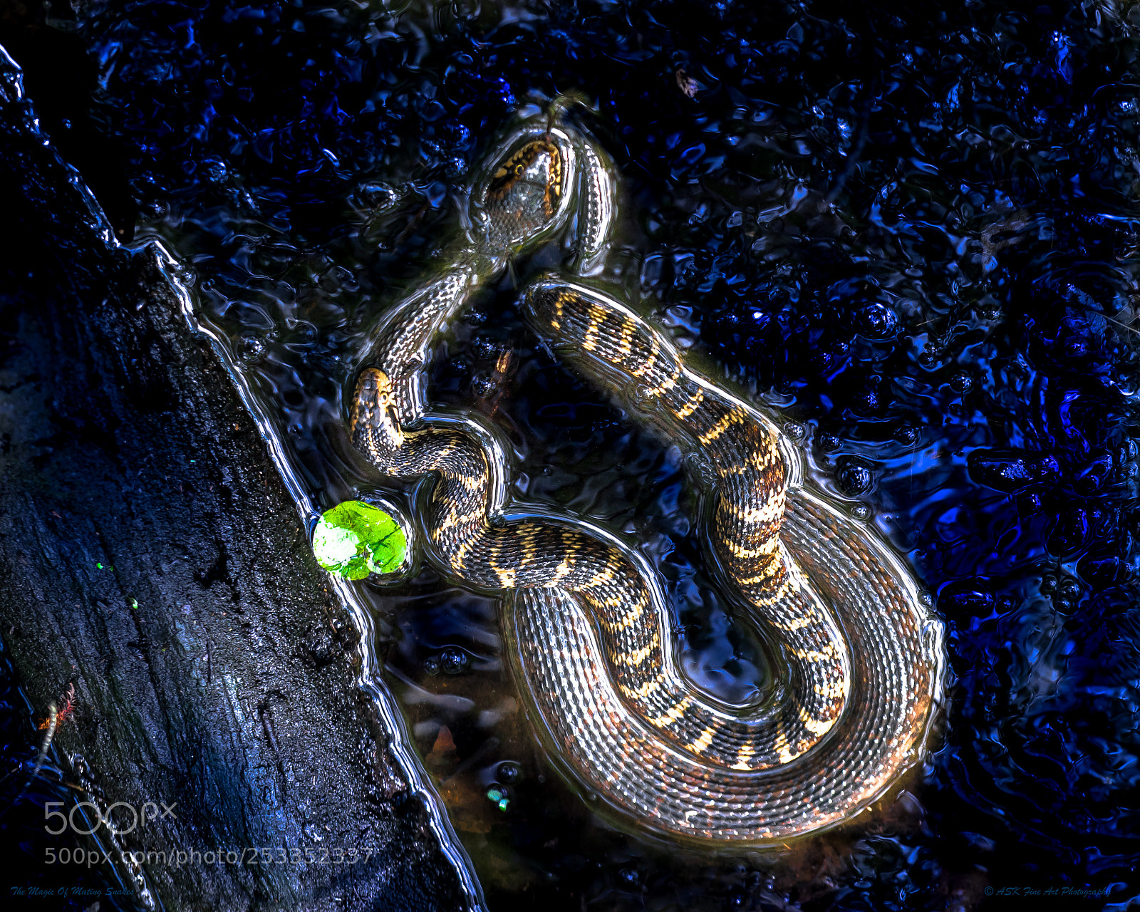 Sony a7 sample photo. The magic of mating photography