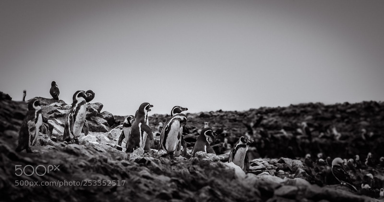 Canon EOS 70D sample photo. Pingüinos magallanes photography
