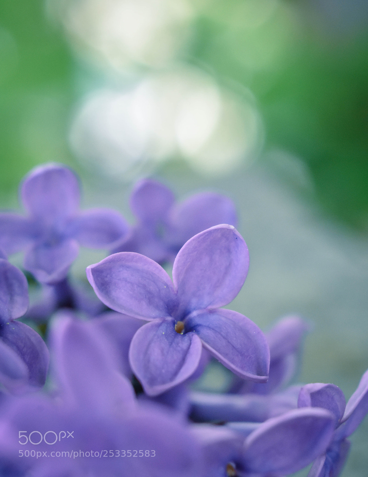 Nikon D3400 sample photo. Lilac photography