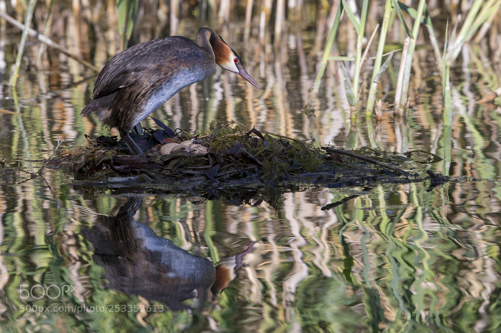 Canon EOS-1D X sample photo. Great crested grebe photography