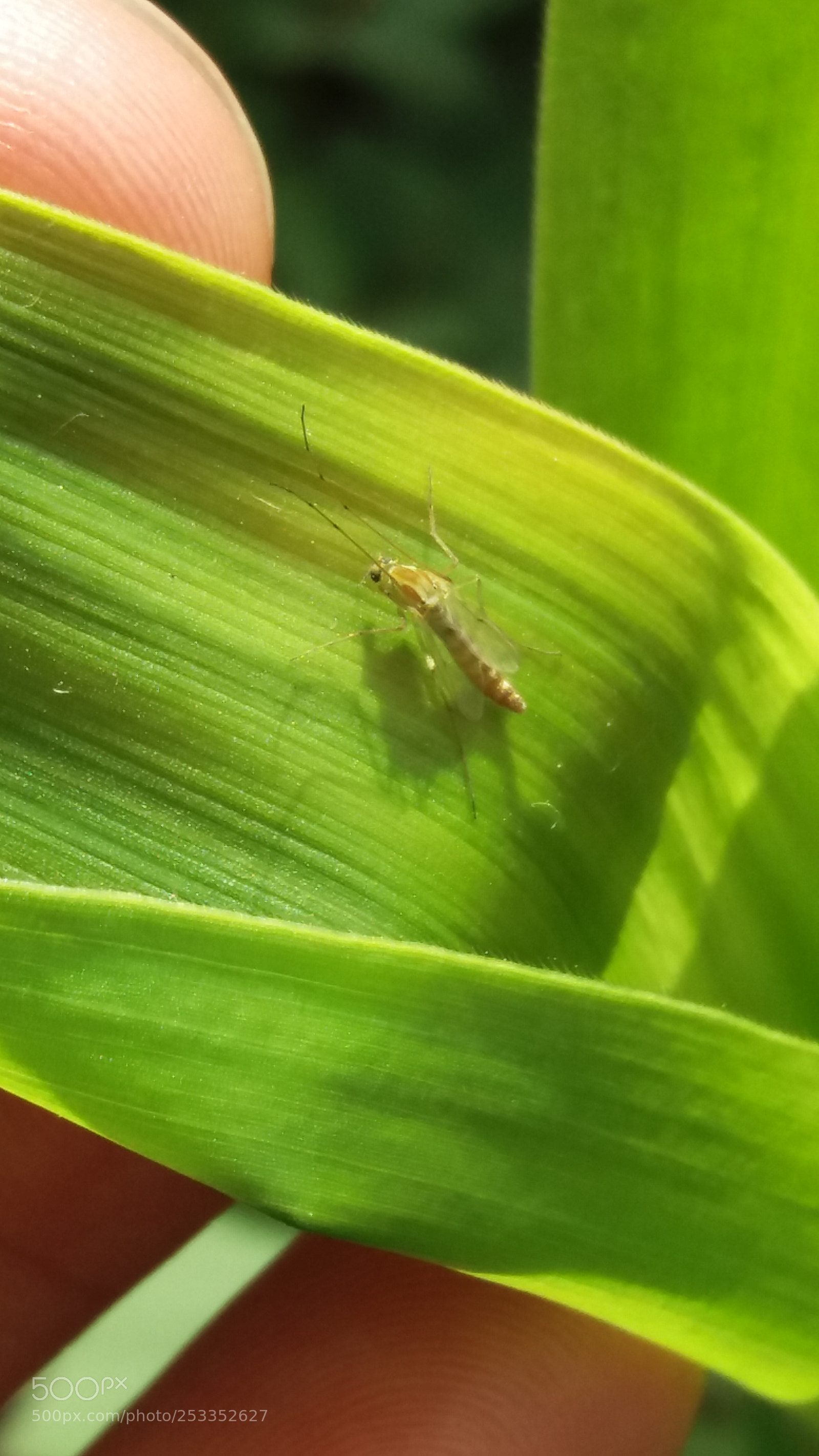 Samsung Galaxy J5(2016) sample photo. Untitled photography